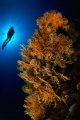 Mediterranean Sea Fan & Diver 