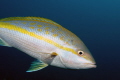 Portrait of a yellow tail snapper, a common but beautiful fish. 
