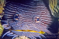 Splendid Toadfish with teeth, Cozumel México 
