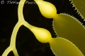 Small bladders and blades from new growths on a stalk of Giant Kelp in Catalina Island, California. 