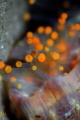 Orange Ball Corallimorph. Night dive 