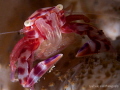 Four-lobed Porcelain Crab with eggs 