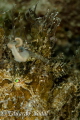 hairy frogfish 