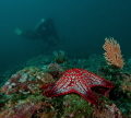Red Star 