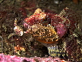 Sculpin eating crab. 