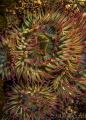 Pink-Tipped Anemone 