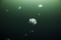 Aliens Everywhere! During the summer we get large congrigations of Moon Jellies. These groupings only last a couple weeks and sometimes we can see thousands during the course of a dive. 