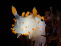 Clown Nudi 