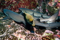A group of resting whitetips had some really bad company ... 