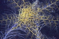 Basket Star on the First Reefline on the way to the Big Coral Knoll off the beach in Fort Lauderdale 
