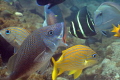 White Grunt seeking dental care from a Juvenile French Angelfish on the Perpendicular Rocks just South of the Big Coral Knoll 