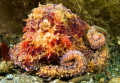 This little Ruby Octopus stayed out on recent dive with us for almost 20 minutes. It was like a little tank the way that its legs moved like tracks. 