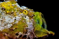 Frogfish on the reef at Capt Don's Habitat in Bonaire. It reminded me o an opera singer finishing an aria. 