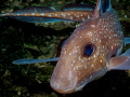 Ratfish 