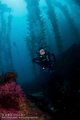 A diver descending from the kelp on the backside of Catalina. 

Canon 5D MK II, Canon 15mm Fish-eye lens, Ikelite Housing, 2x DS-161 Strobes 