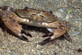 Blotched Swimming Crab on the flats to the South of the Big Coral Knoll off the beach in Fort Lauderdale. 