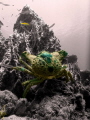 Coral king crab 