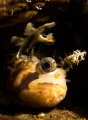 All decorated up an no where to go! Decorated Warbonnet Canon 100mm macro w twin sea an sea 110a strobes. 