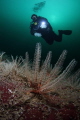 We got dropped in the wrong place at the dive site and made the best of the great visibility! Shot with a Canon 7D, Aquatica housing, Tokina 10-17 and two Ikelite DS-160 strobes. 