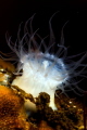 All a Glow! This tiny anenome was less than 1cm sq and when lit had ethereal glow! 