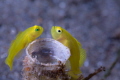 Two yellow pygmy gobies feverishly protecting their eggs. Taken with Canon EF 100mm lens 