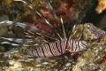 The Invasive Lion Fish 