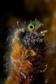 Secretary Blenny 