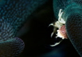 Anemone crab feeding, Tulamben, Bali 