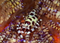 Coleman shrimp
Nikon D800E , 105 micro Nikon , twin strobo
Lembeh strait 