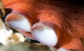 All the Suckers! I had my Macro lens on so this was all that I could get of this Giant Pacific Octopus. I love Octo's and the powers shape and colour of this one's suckers was truly amazing. 