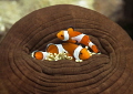 Clownfish
Please open the door!!
natural light 