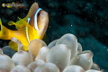 Clown fish posing to the camera :) 