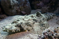 Crocodilefish (Papilloculiceps longiceps)

NIKON D7000 in a Seacam "Prelude" uw housing, @30mm
Settings: f13, 1/80, ISO 100 