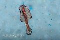 "PRIMORDIAL SOUP"
Raja Ampat, a flatworm swims in a primordial marine soup 