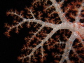 Close up, Soft Coral, Chuuk Lagoon-Night Dive 