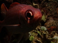 'In your face' Curious soldierfish, Chuuk Lagoon 