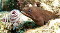 An Eel & a flower 