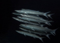 "Oceans Eleven" - close encounter with a barracuda school 