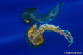 Pelagia reflection 