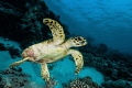 Fly turtle fly 