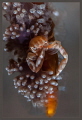 Soft coral porcellain crab 