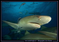 Lemon Sharks Tiger Beach. 