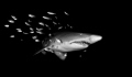 Grey Nurse Shark and friends. Taken at Julian Rocks, Byron Bay, Australia 