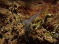 Long Armed Prawn, Chuuk Lagoon 