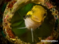 Blenny 