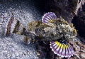 Stonefish 