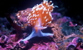 California Nudibranch form Monterey Bay 