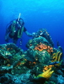 Hawaiian Reef Diving 