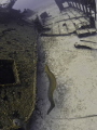 Eel home on the wreck 