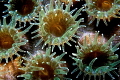 Anemone in Belize, during night dive 